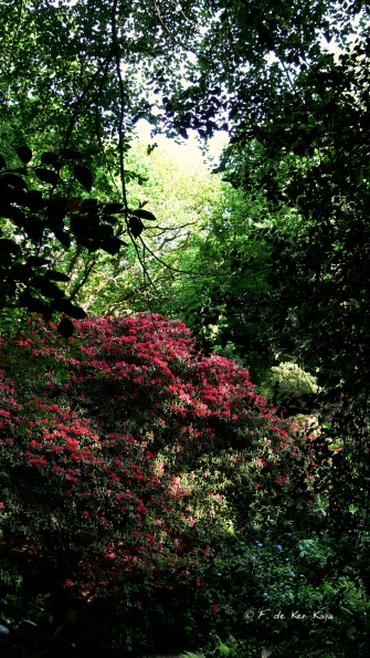 Bois des Moutiers (40) Juin 2012